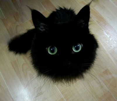 黑锅猫